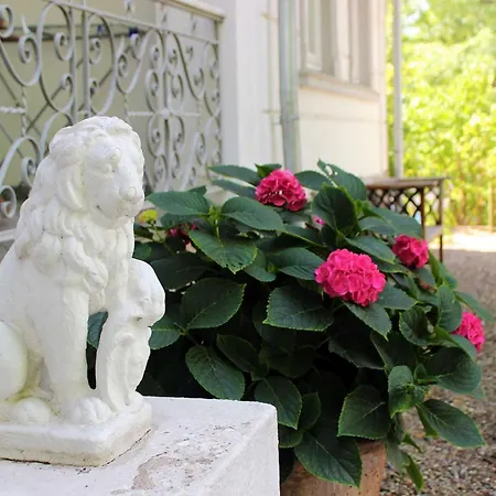 Sanssouci Heckenrose *